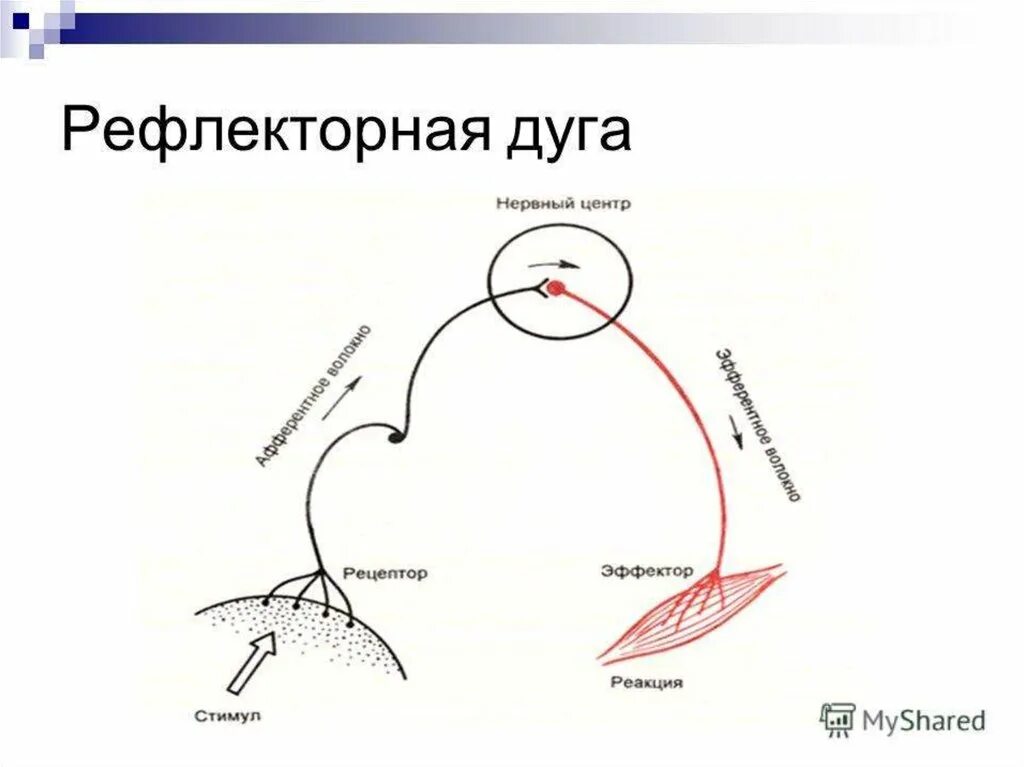 Рефлекторная дуга чихания схема. Рефлекторная дуга условного и безусловного рефлекса. Дуга безусловного рефлекса схема. Рефлекторная дуга безусловного рефлекса.