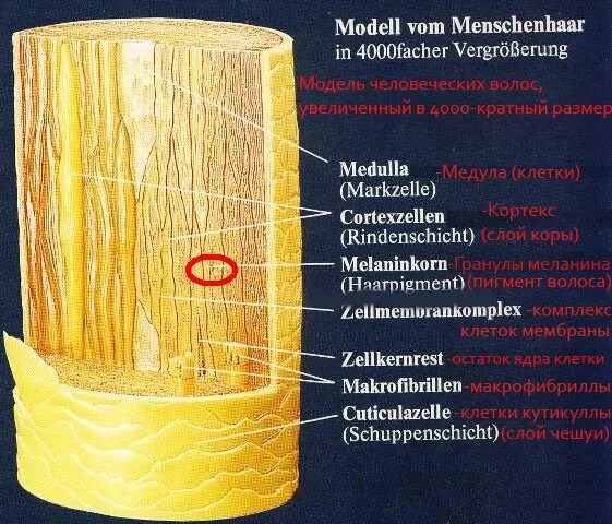 Меланин пигмент волос. Структура волоса под микроскопом. Строение волоса пигмент. Структура волоса меланин. Пигменты волос под микроскопом.
