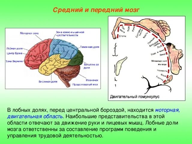 Передний мозг. Структуры переднего мозга. Передний мозг структура в составе. Местоположение большого полушария переднего мозга.