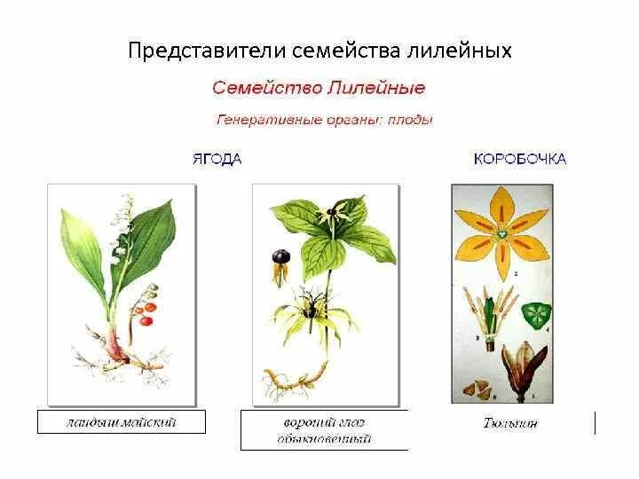 Растения семейства лилейных можно. Представители семейства лилейных растений. Однодольные Лилейные представители. Представители семейства Лилейные 7 класс. Цветы названия семейство Лилейные.