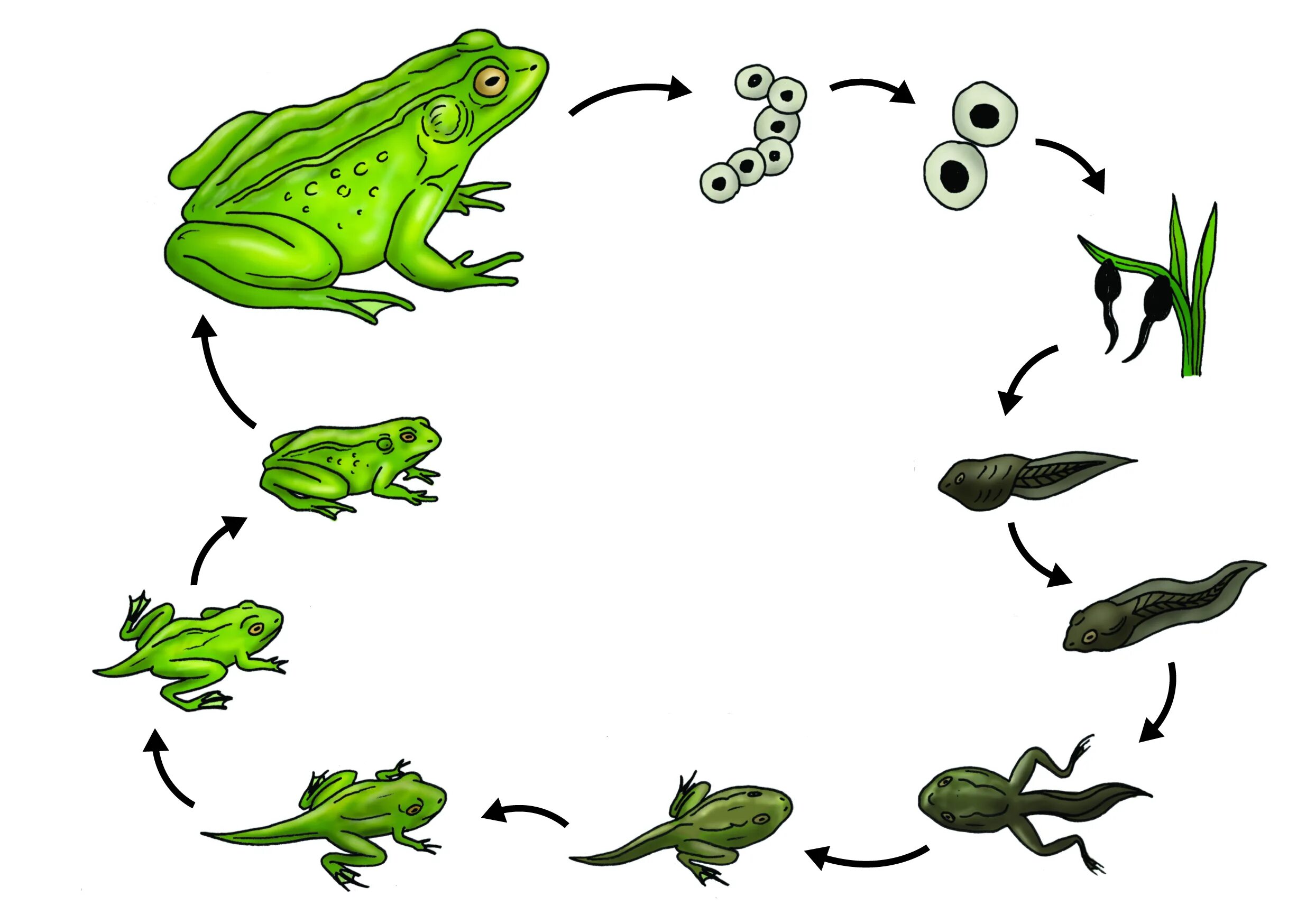 Жизненный цикл развития лягушки. Головастики лягушек цикл. Цикл развития лягушки схема. Жизненный цикл лягушки zhiznennyy tsikl Lyagushki.