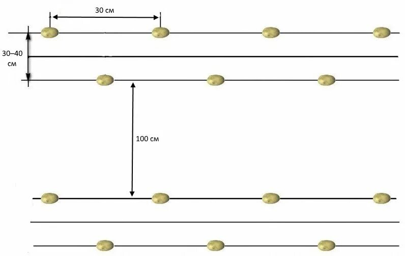На каком расстоянии сажают под. Посадка картофеля спаренными рядами. Посадка картофеля сдвоенными рядами. Посадка картофеля 2 рядами схема. Схема посадки картофеля на грядке.