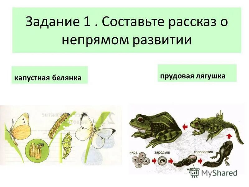 У рыбы прямое или непрямое развитие. Развитие лягушки. Непрямое развитие лягушки. Постэмбриональное развитие лягушки. Прудовая лягушка стадия развития.