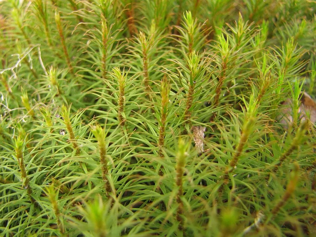 Сфагнум это листостебельный мох. Гипнум кипарисовый мох. Сфагнум это листостебельный мох. Сфагнум это листостебельный мох. Сфагнум это листостебельный мох.