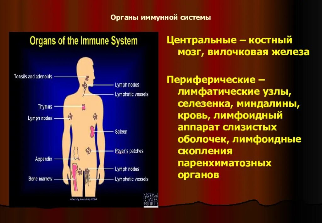 Иммунный центр