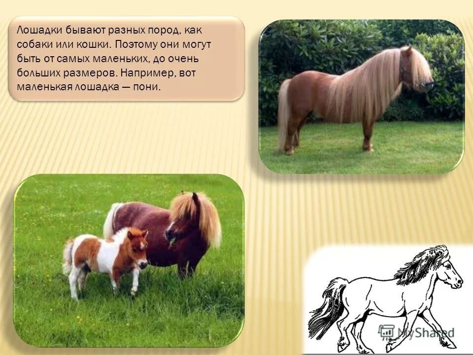 Конь ест. Арабская скаковая чистопородная лошадь. Мимика лошади. Где встречается такое что конь. Где встречается такое что конь.