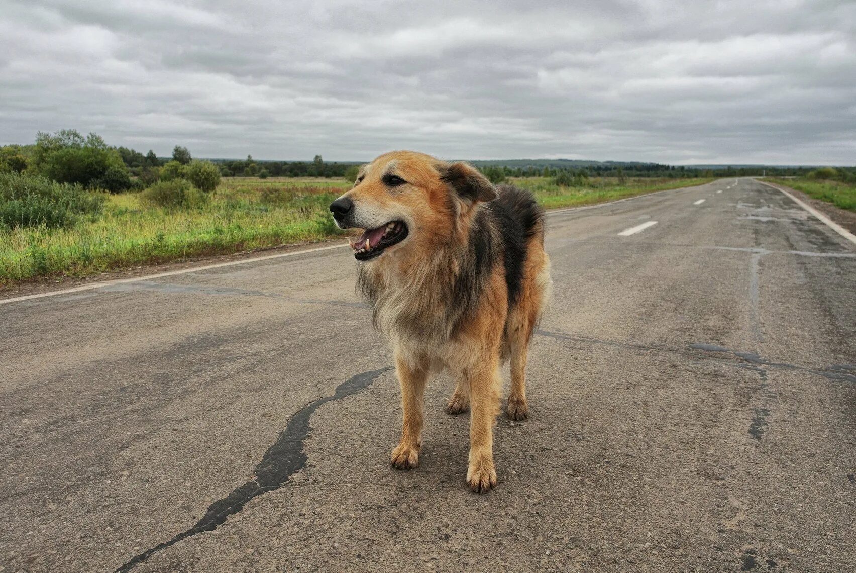 Собаки бегут по дороге. Собака на дороге. Рыжая дворняга. Собака дворняжка. Пес на дороге.