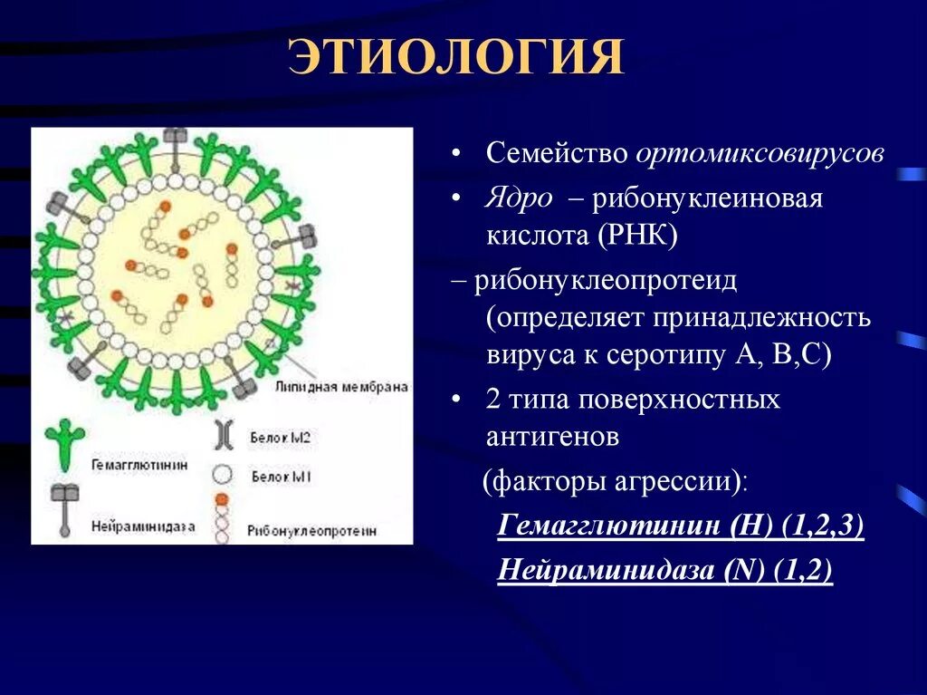 Гемагглютинин ортомиксовирусов. Нейраминидаза вируса гриппа. Нейраминидаза ортомиксовирусов. Семейство Orthomyxoviridae. К какой инфекции относится грипп
