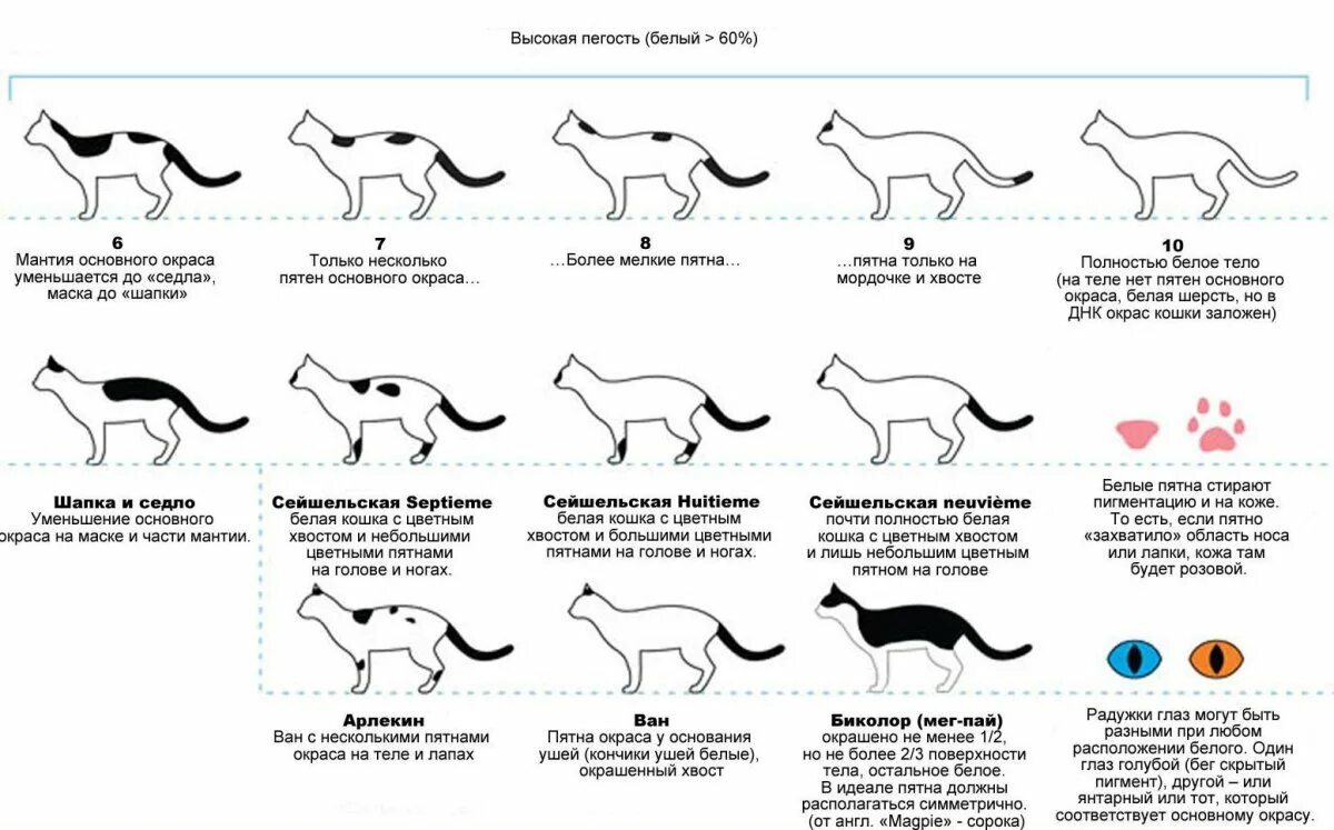 Окрас и тип шерсти кошек. Генетика кошачьих окрасов. Окрасы кошек таблица. Окрас шерсти кошек классификация. Таблица генетики окрасов шотландских кошек.