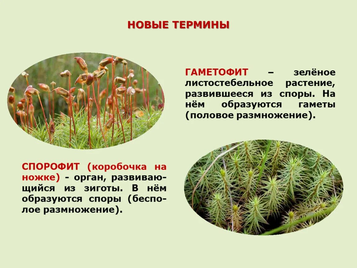 Листостебельные растения спорофит. Спорофит листостебельных мхов. Гаметофит листостебельных мхов. Спорофит мха коробочка. Спорофит коробочка на ножке.