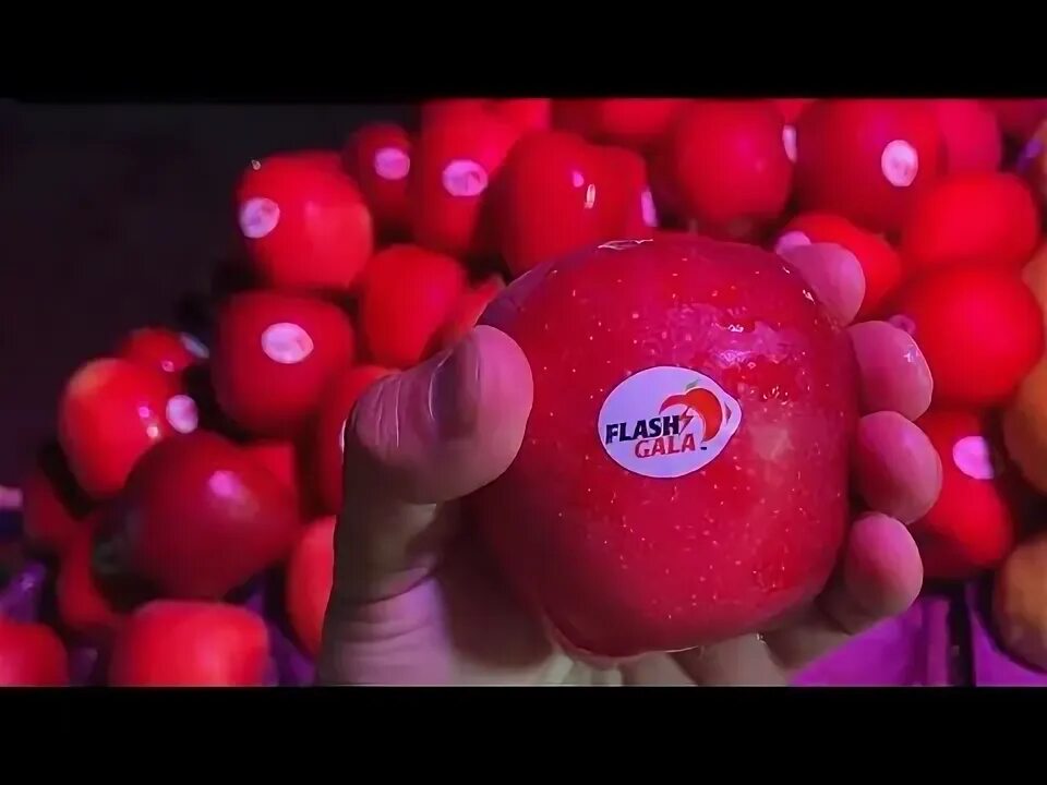 Гала флэш. Гала флэш
