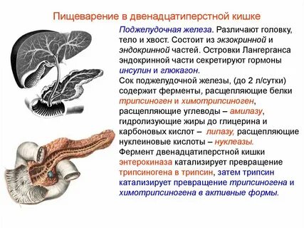 Двенадцатиперстная кишка пищеварительные соки