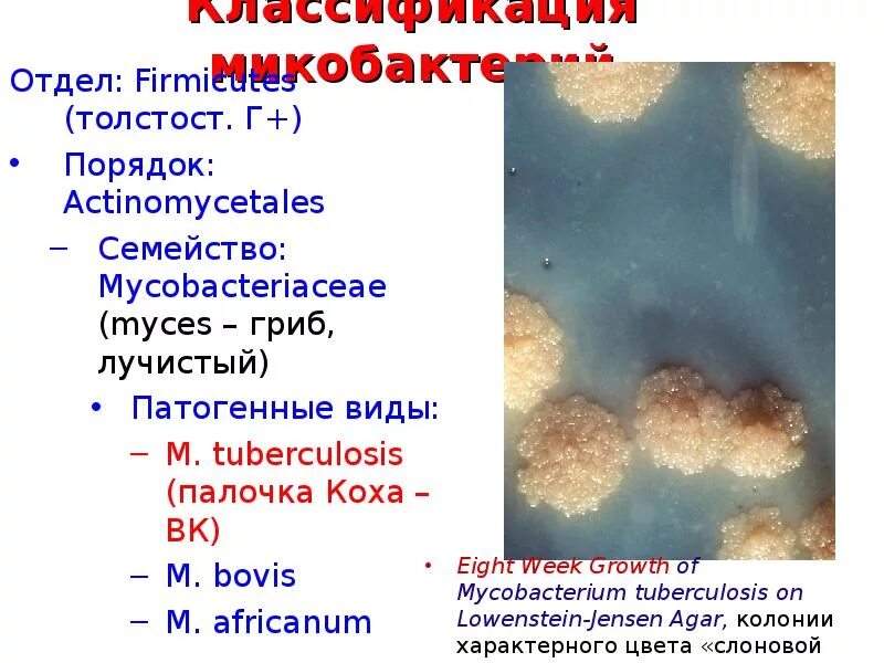 Структура микобактерии туберкулеза. Микобактерии морфология. Mycobacterium Bovis морфология. Строение микобактерии туберкулеза.