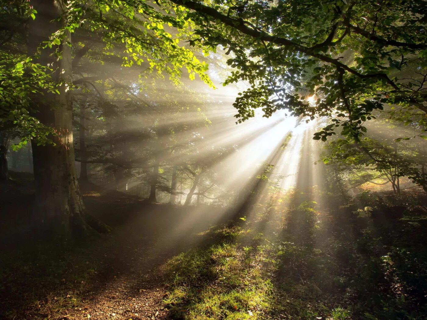 Проглядывают первые лучи солнца ярко. Солнце сквозь деревья. Лучи солнца. "Солнце в лесу". Лес Освещенный солнцем.