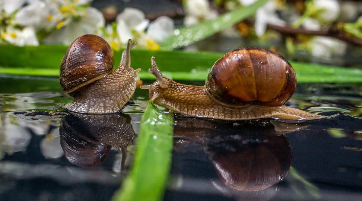 Улитка. Улитка ахатина в природе. Виноградная улитка. Две улитки любовь. Улитка.