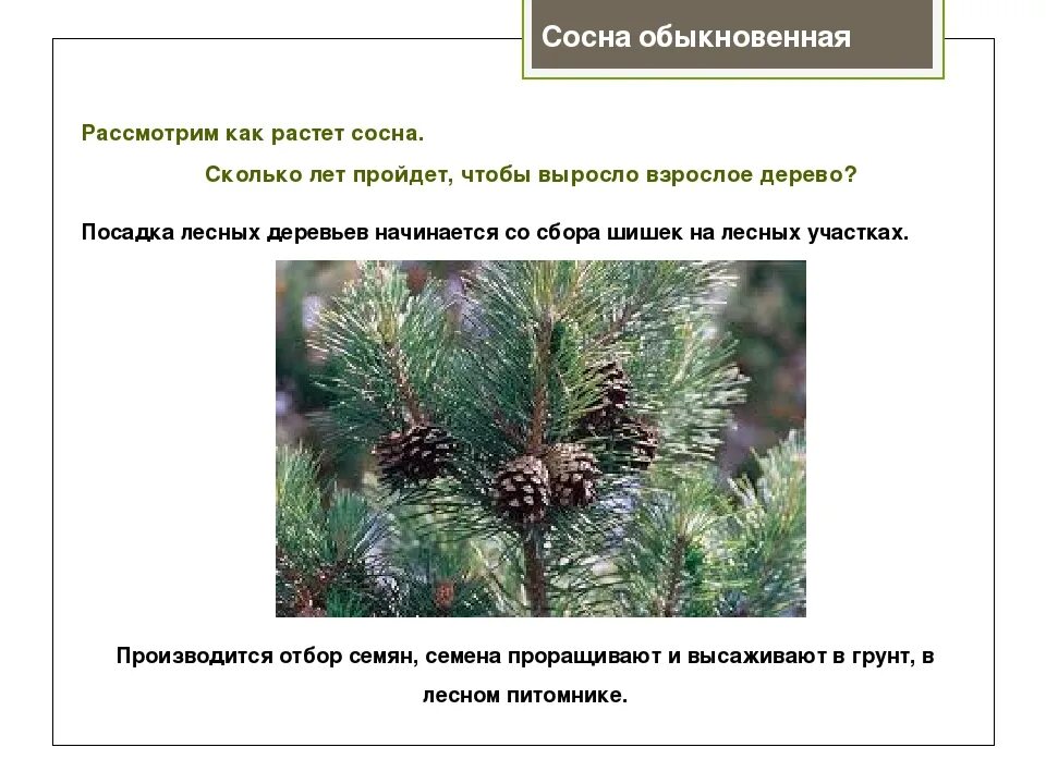 Рост хвойных. Сосна обыкновенная скорость роста. Сосна обыкновенная Возраст. Высота сосны обыкновенной. Рост сосны обыкновенной.