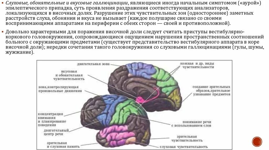 Кбп биология. Зрительная зона коры головного мозга. Корковые зоны больших полушарий головного мозга. В коре больших полушарий головного мозга Зрительная зона расположена.