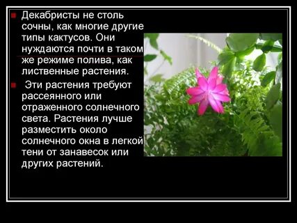Декабрист арбузов