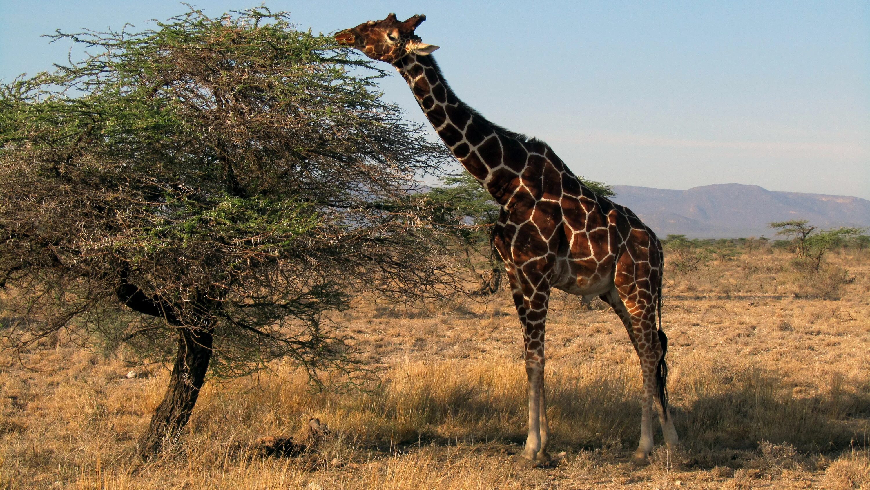 Масайский Жираф. Жираф в саванне. Кения сафари. Жираф саванны Африки.
