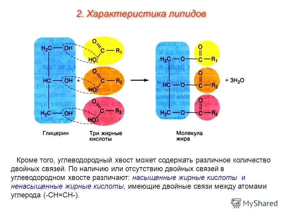 Двойную связь содержат
