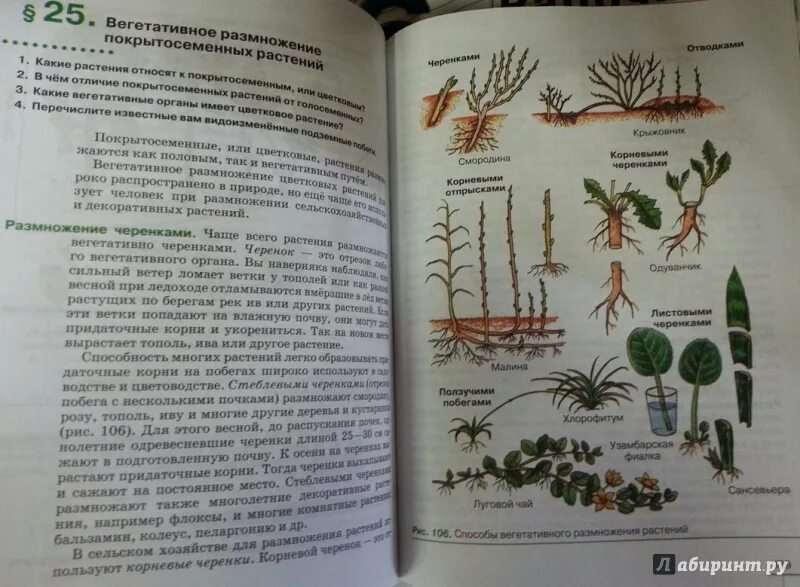 Параграф 17 биология краткий пересказ 6 класс. Пасечник биология 6. 6 Класс Пасечник в.в. «биология. Многообразие растений»;. Биология 6 класс учебник Пасечник. Биология 6 кл многообразие покрытосеменных растений Пасечник.