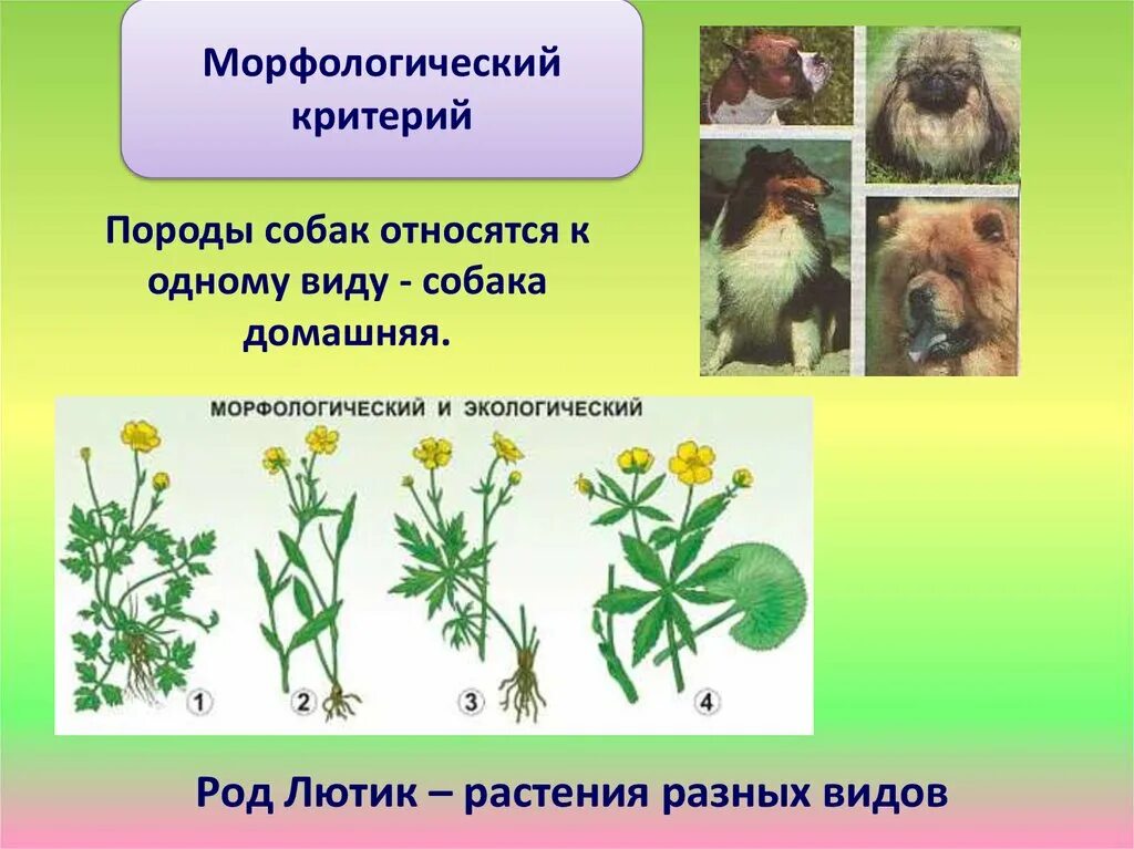 Морфологический критерий собаки домашней. Морфологические критерии растений. Разные виды растений одного рода.