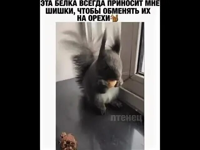 В понедельник белочка принесла 2 ореха. Белочка приносит смс. белочка принесла в понедельник 2 ореха.