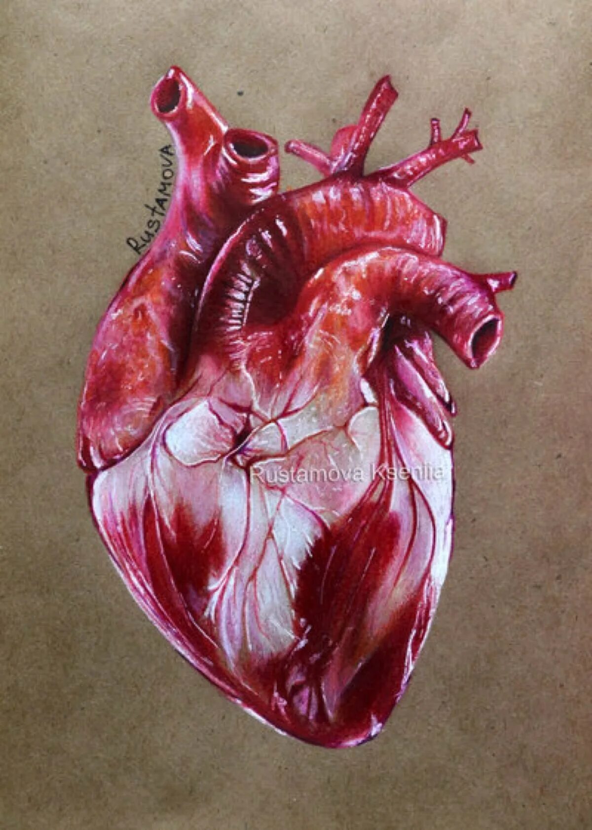 Орган сердце человека рисунок. Человеческое сердце анатомия. Человеческое сердце настоящее.