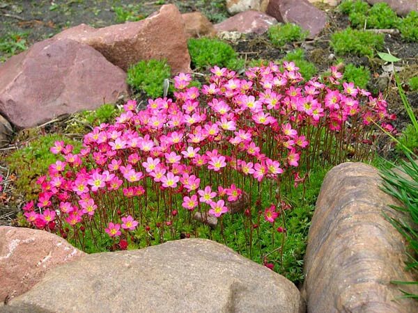 Мхи растения многолетние. Камнеломка Арендса rosea. Камнеломка Арендса Розеа. Камнеломка карпет Пинк. Камнеломка саксифрага.