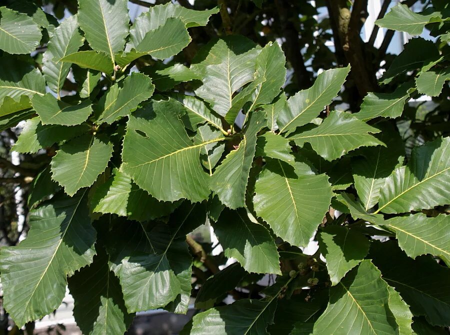 Армянский дуб. Леса португалии пробковый дуб. Quercus iberica. Дуб на армянском. Quercus hartwissiana.