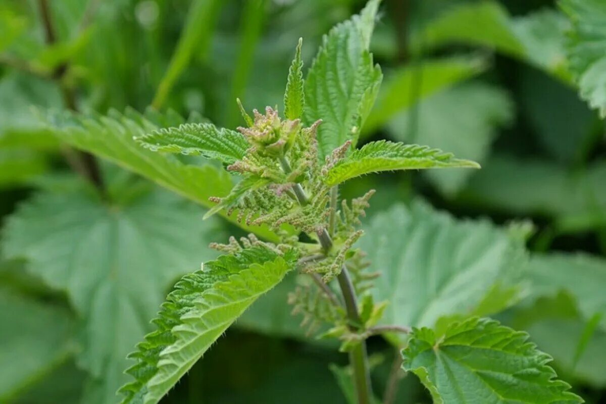 Маленькая крапива. Крапива двудомная (URTICADIOICAL.). Крапива двудомная (Urtica dioica). Королевская крапива. Крапива двудомная весной.