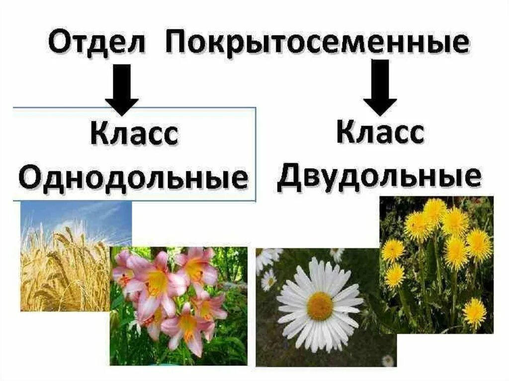 Однодольные покрытосеменные семейства