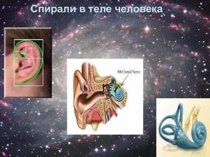 Человек спираль