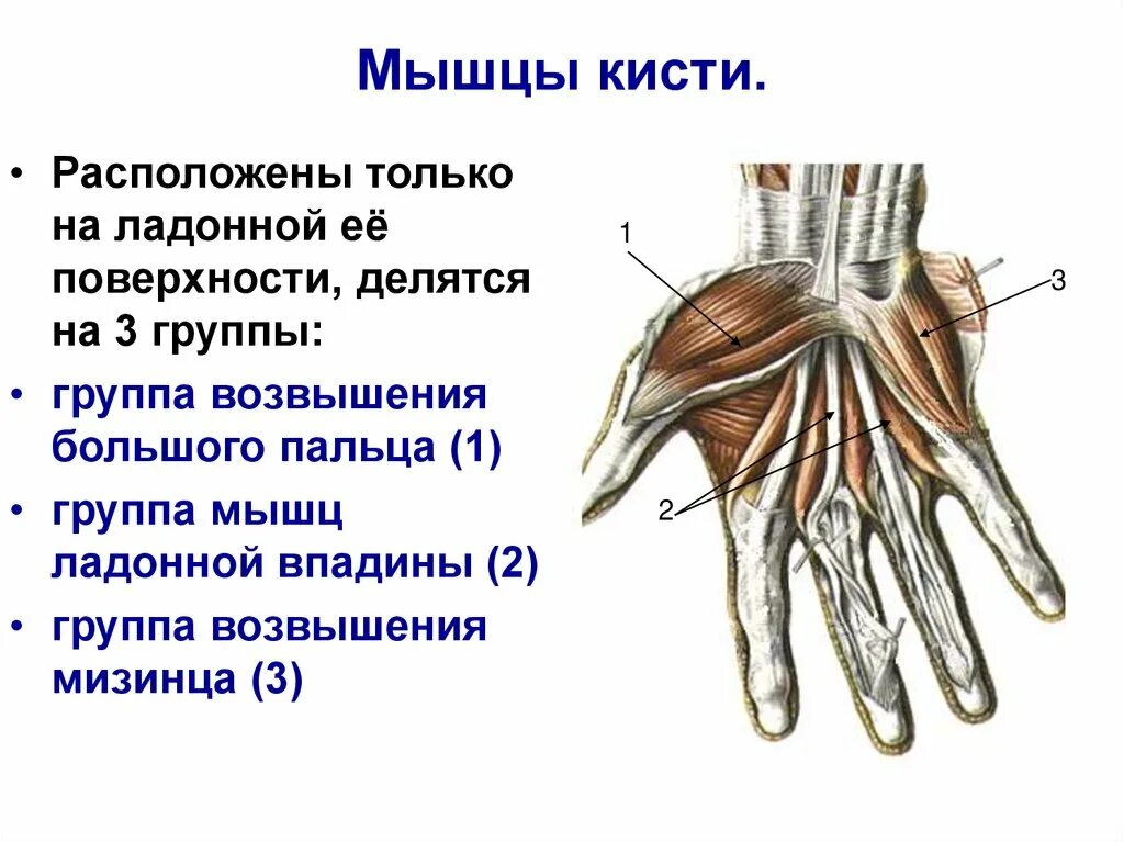 Мышцы ладонной поверхности кисти анатомия. Ладонные межкостные мышцы кисти. Мышцы кисти ладонная поверхность. Мышцы кисти ладонная поверхность и тыльная поверхность. Поверхность запястья