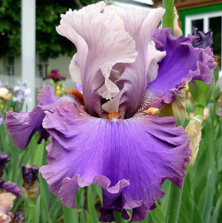 Ирис twilight rhapsody. Ирис dancing. Ирис dance a dance. Ирис дансинг делайт. Ирис dance a dance.