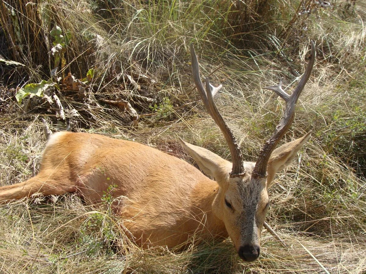 Рогатый олень. Олень изюбрь шильник. Дикие животные олень. Доисторический олень. Олень и олениха.
