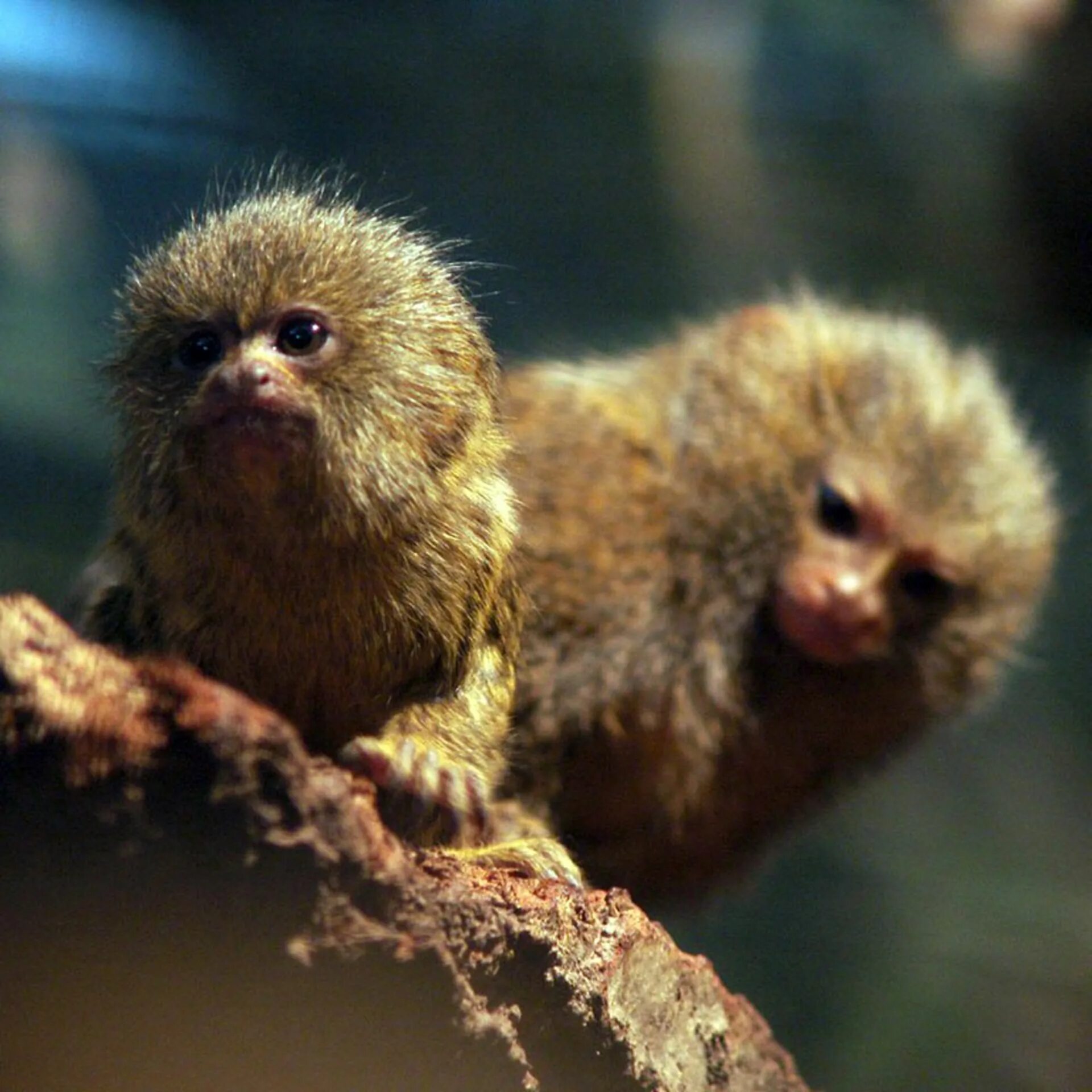 карликовая игрунка. мармозетка игрунка обезьяна. мармозетка игрунка. мармозетка игрунка. мармозетка обезьянка.