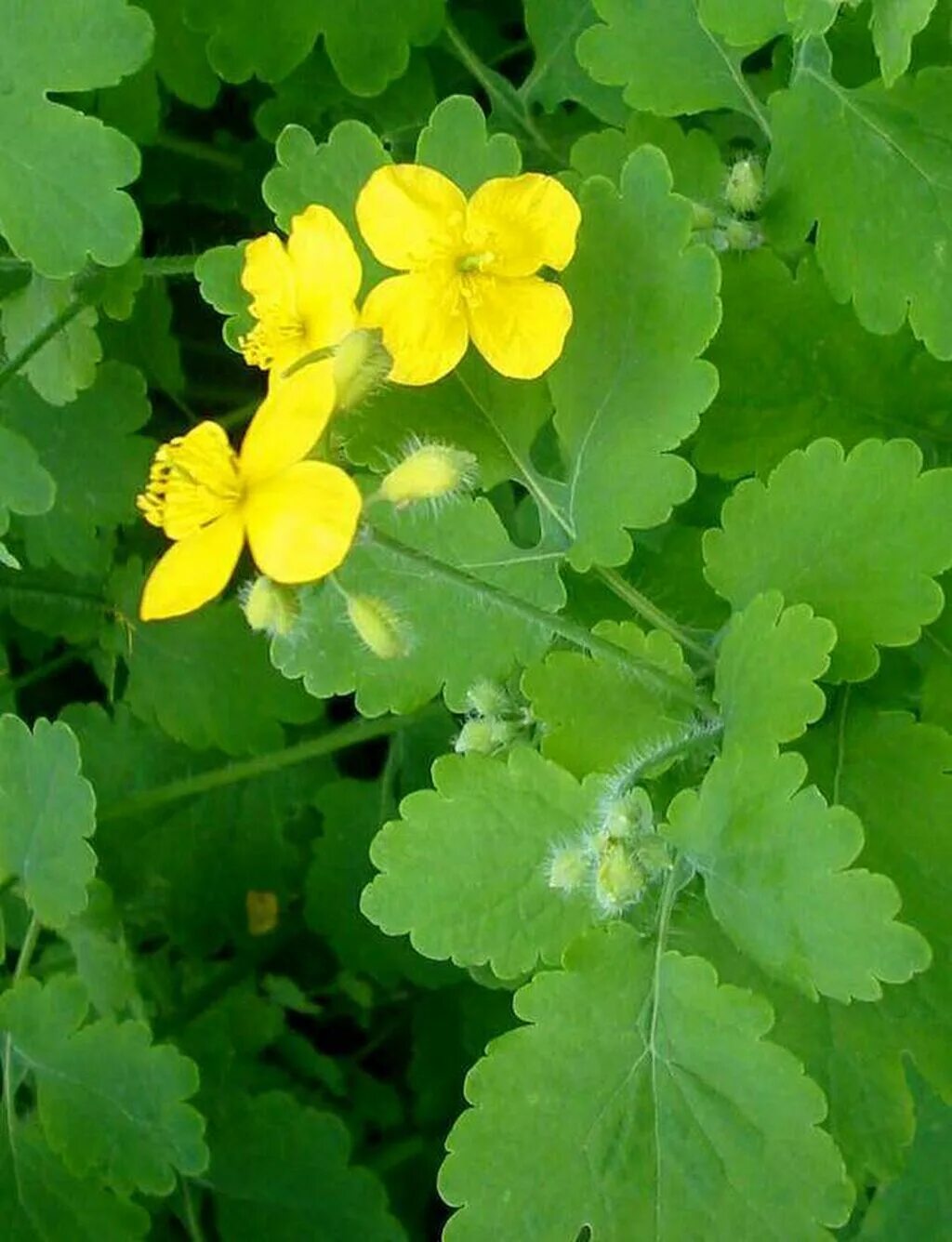 Chelidonium majus. Чистотел Луговой. Чистотел бородавник. Чистотел большой Chelidonium majus.