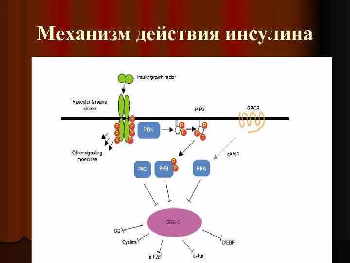 Схема действия инсулина биохимия. Механизм действия инсулина биохимия схема. Схема сигнального пути инсулина. Механизм действия инсулина схема. Участвует в синтезе инсулина