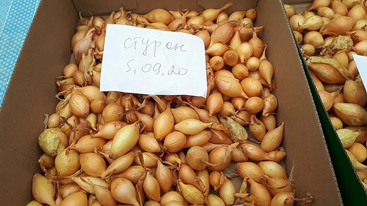 Фото к объявлению: продам лук репчатый Радар - Agrotorg