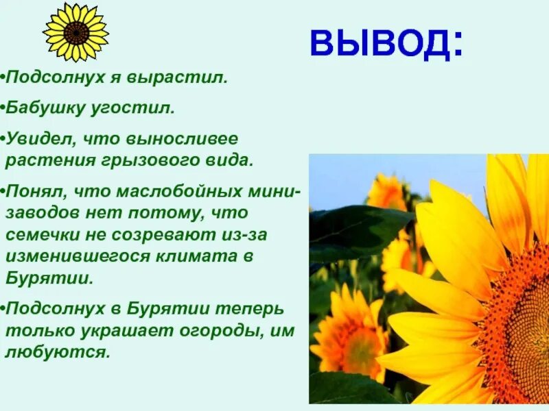 Доклад про подсолнечник. Подсолнечник презентация. Подсолнухи для презентации. Описание цветка подсолнуха. Подсолнух текст описание