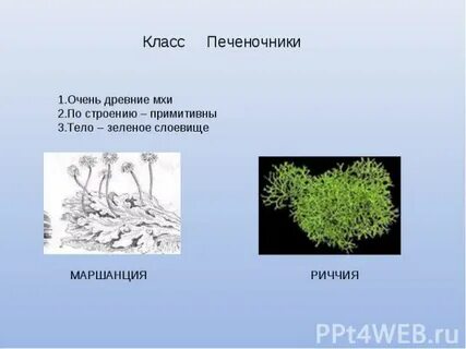 Жизненная форма мхов