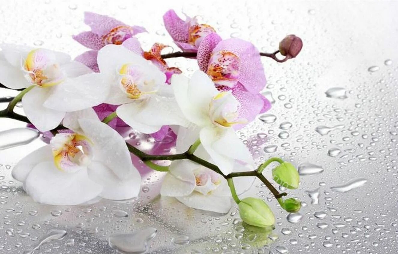 Орхидея белая. Ветка орхидеи. Фотообои цветы. Фотопечать цветы.