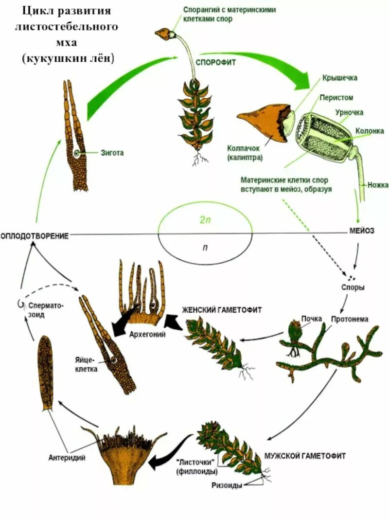 Спорофит описание. Цикл развития листостебельных мхов схема. Цикл Кукушкина льна схема ЕГЭ. Жизненный цикл мха Кукушкин лен схема ЕГЭ. Циклы развития растений гаметофит спорофит.