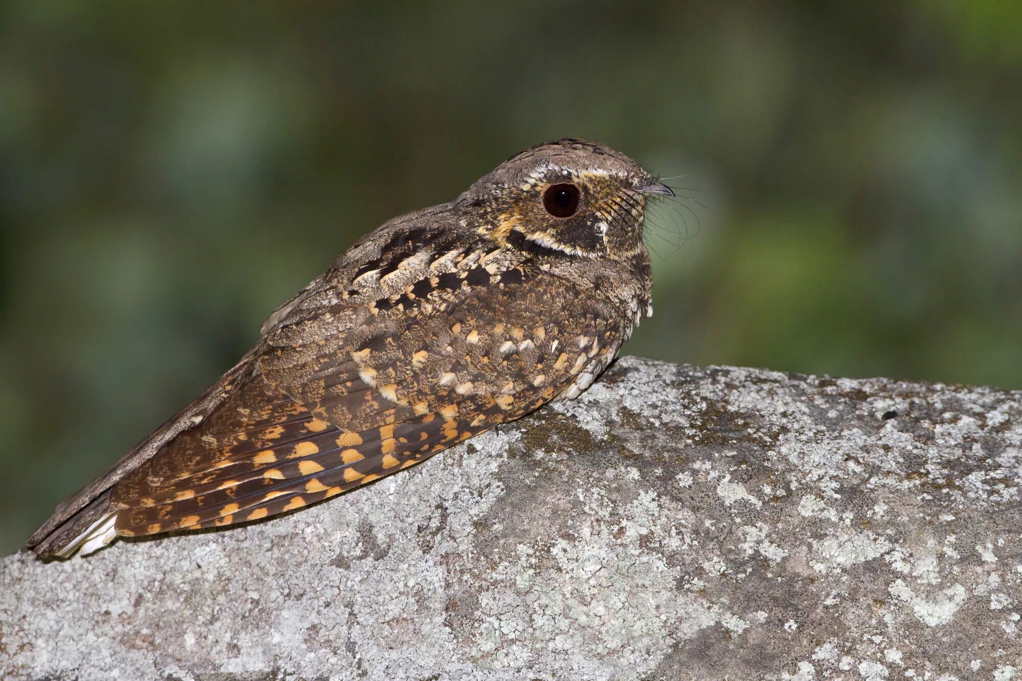 Antrostomus vociferus. Nightjar птица. Whippoorwill. Poorwill птица.