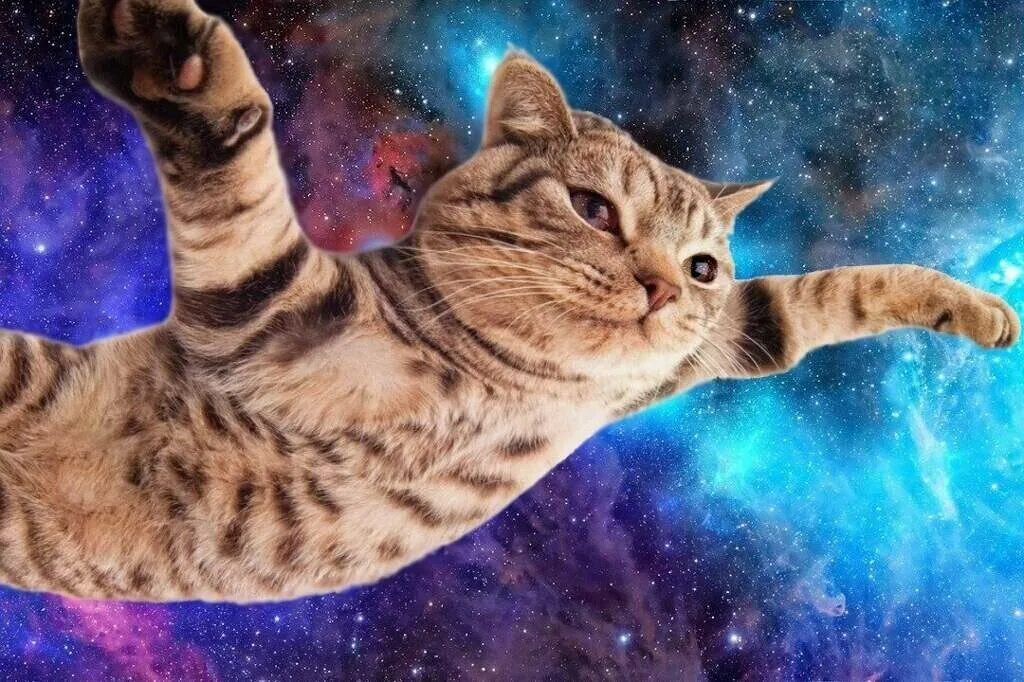 Космический кот. Коты в космосе. Кот летает в космосе. Котейка в космосе. Котик дримотик