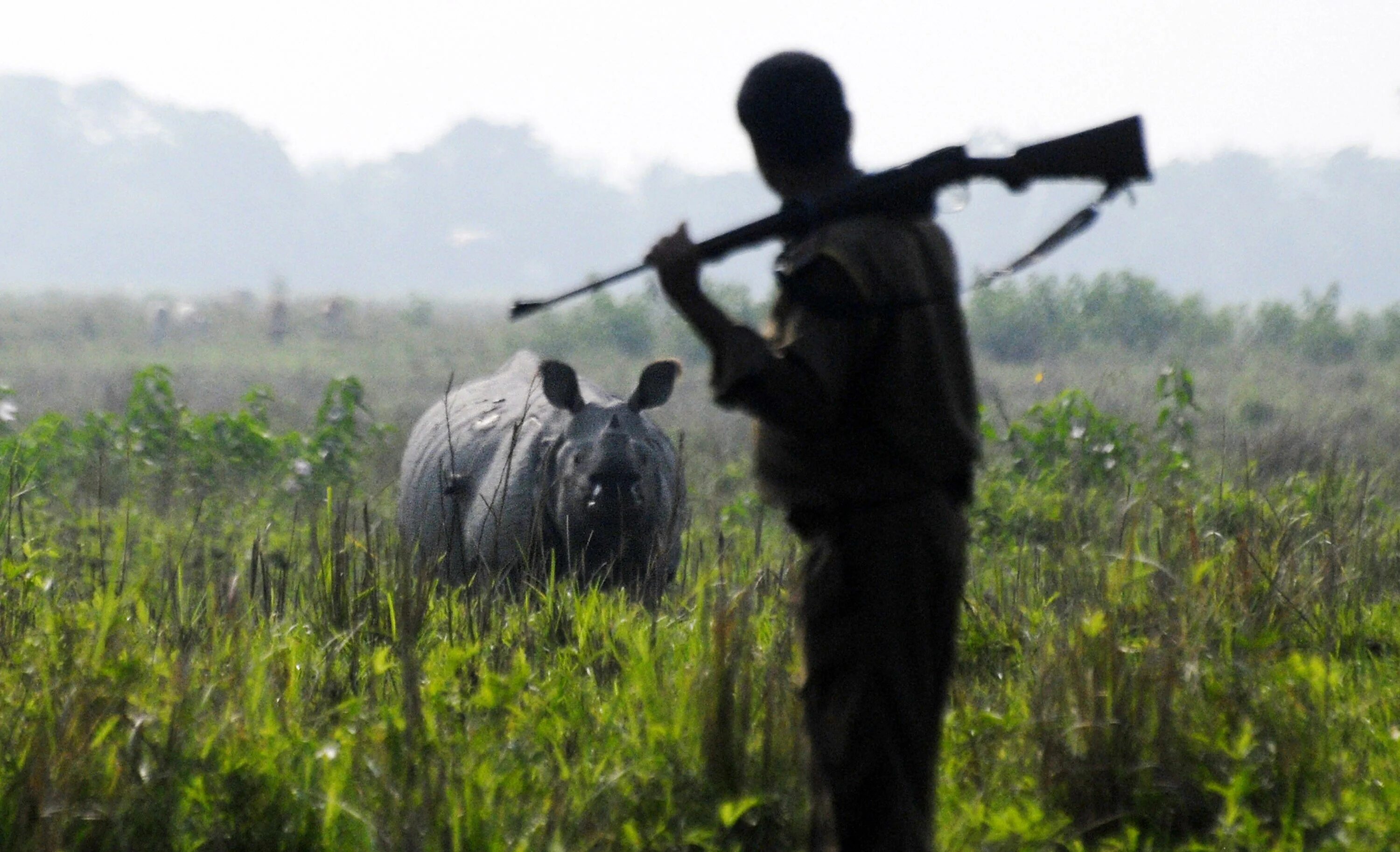 Браконьерство носороги. Худший браконьер песня