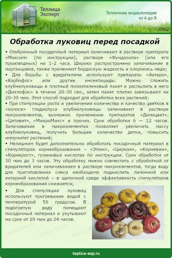 Гладиолусы обработка луковиц перед посадкой. Обработать луковицы гладиолусов. обработка луковиц гладиолусов перед посадкой. предпосадочная обработка луковиц гладиолусов. замачивание луковиц гладиолусов.