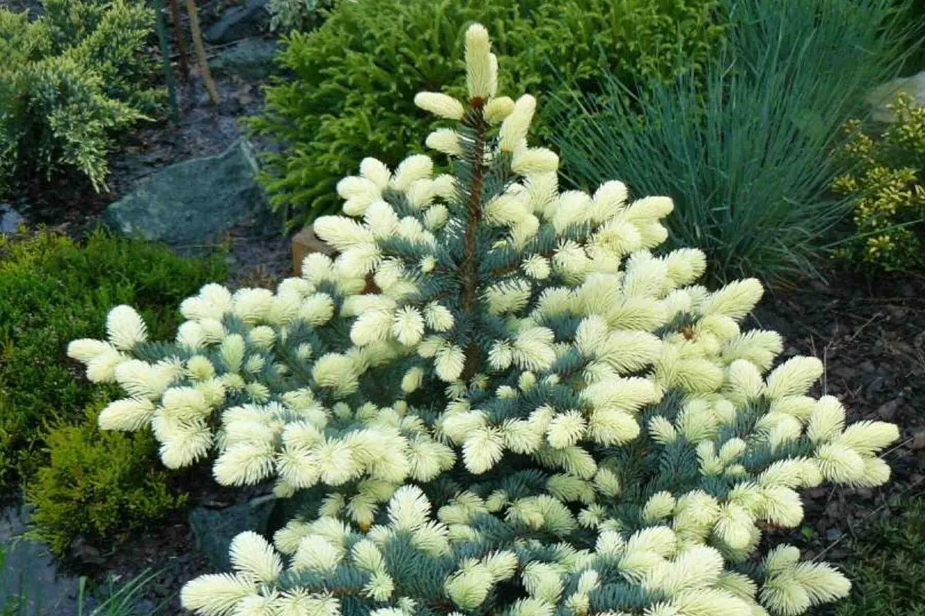 Ель колючая Белобок. Ель колючая "Bialobok" (Белобок). Ель Белобок (Picea pungens Bialobok). Ель колючая "Bialobok" Picea pungens "Bialobok". Ель колючая сорта