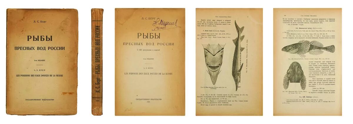 Берг значение слова. «Рыбы пресных вод СССР И сопредельных стран» (1948). Л С Берг. Антиквариат книги про рыб. Берг книги.